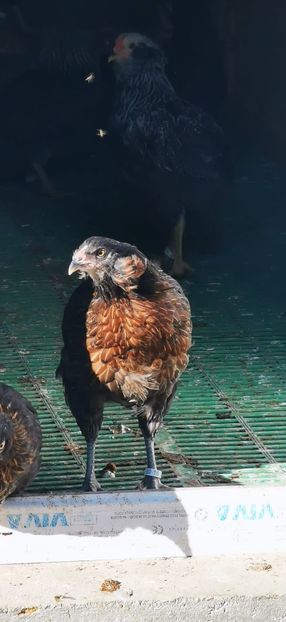 Găini Araucana Sălbatic Willd 2021 - 2022 Găini din Rasa Araucana Sălbatic Willd Gold și Argintiu