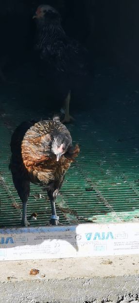 Găini Araucana Sălbatic Willd 2021 - 2022 Găini din Rasa Araucana Sălbatic Willd Gold și Argintiu