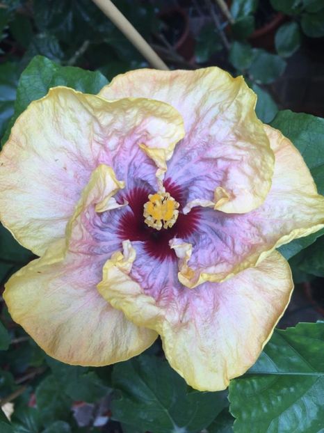 IMG-20210909-WA0022 - provizoriu