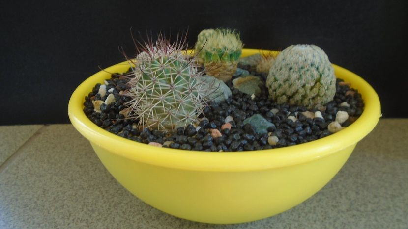 Grup de 6 Mammillaria - Cactusi 2021 bis