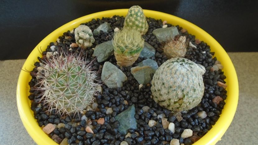 Grup de 6 Mammillaria - Cactusi 2021 bis