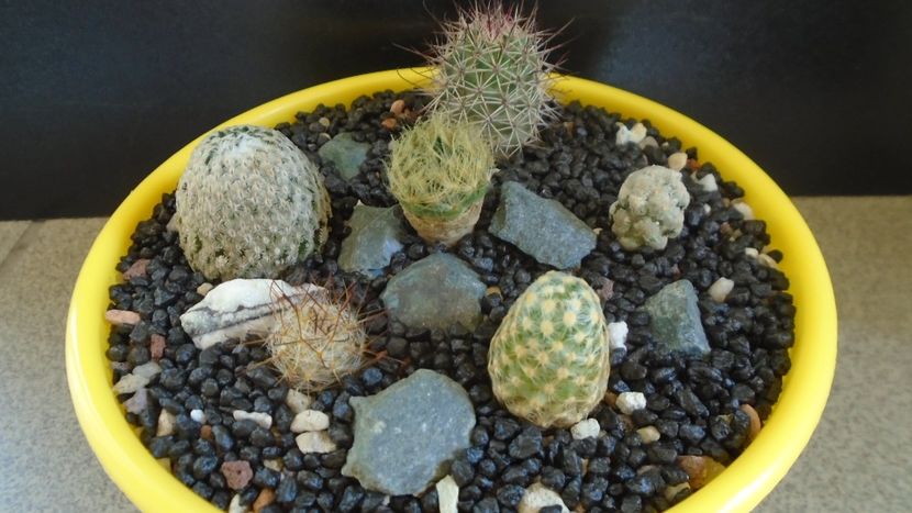Grup de 6 Mammillaria - Cactusi 2021 bis