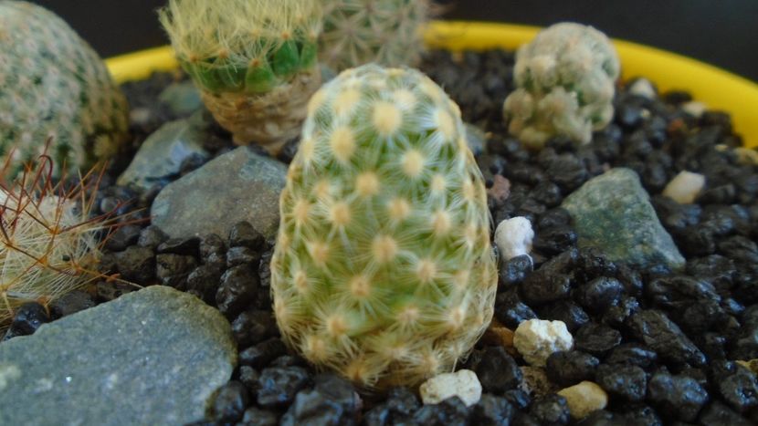 Mammillaria saboae ssp. goldii - Cactusi 2021 bis