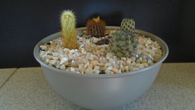 Grup de 4 cactusi - Cactusi 2021 bis