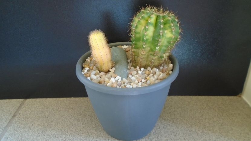 Echinopsis hb. variegata (2 ex.) - Cactusi 2021 bis