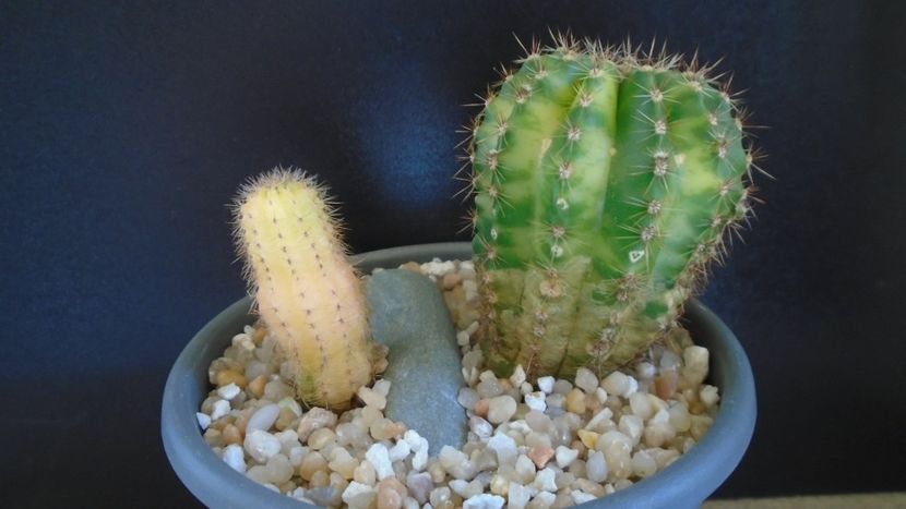 Echinopsis hb. variegata (2 ex.) - Cactusi 2021 bis
