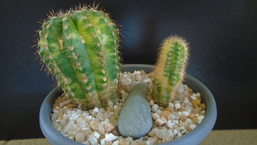Echinopsis hb. variegata (2 ex.) - Cactusi 2021 bis