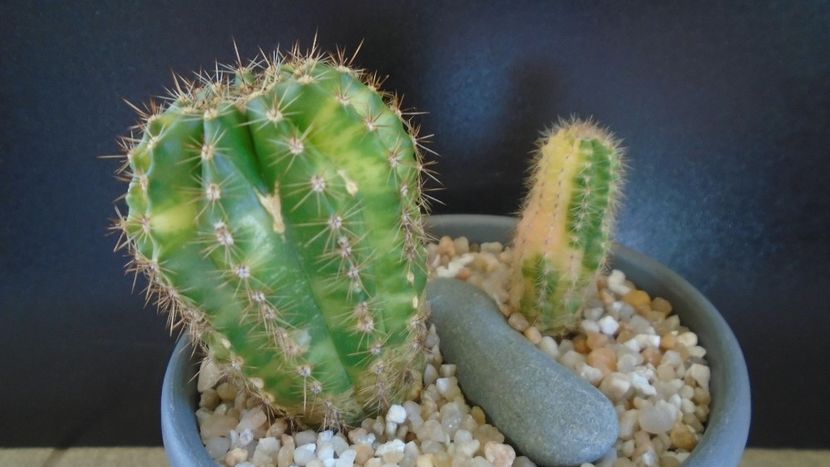 Echinopsis hb. variegata (2 ex.) - Cactusi 2021 bis
