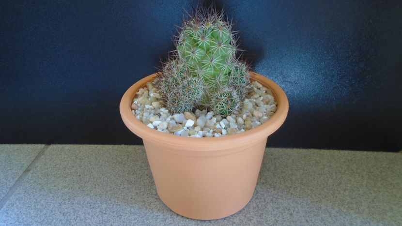 Mammillaria mazatlanensis - Cactusi 2021 bis