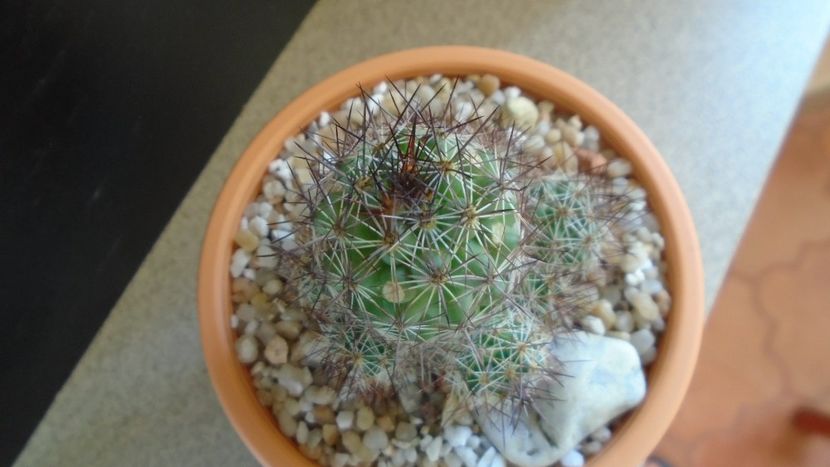 Mammillaria mazatlanensis - Cactusi 2021 bis