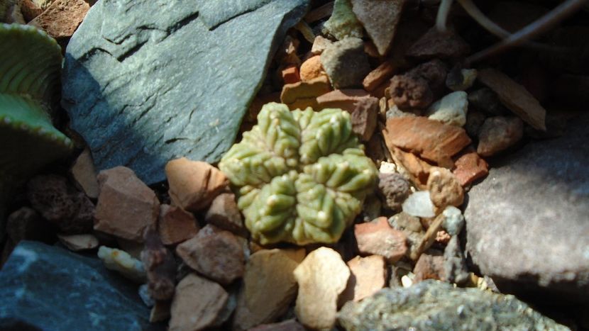 Aztekium ritteri, Rayones, Mx. - Cactusi 2021 bis