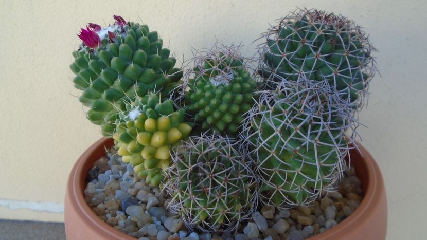 Mammillaria polythele colonie - Cactusi 2021 bis