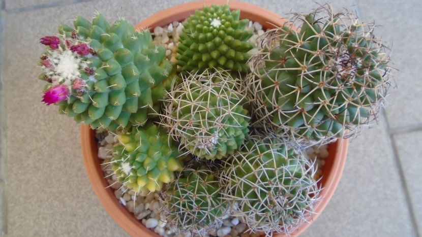 Mammillaria polythele colonie - Cactusi 2021 bis