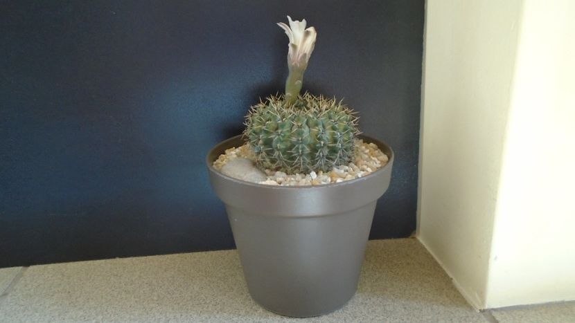 Gymnocalycium sp. - Cactusi 2021 Gymnocalycium