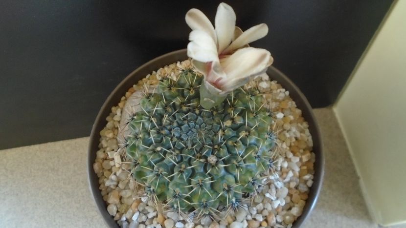 Gymnocalycium sp. - Cactusi 2021 Gymnocalycium