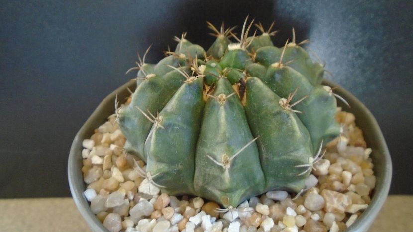 Gymnocalycium sp. - Cactusi 2021 Gymnocalycium