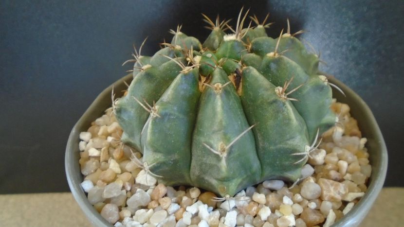 Gymnocalycium sp. - Cactusi 2021 Gymnocalycium