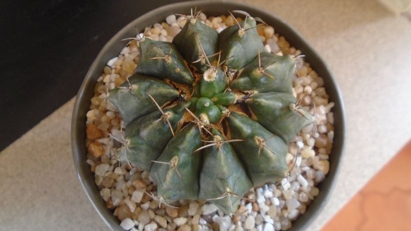 Gymnocalycium sp., inceput de cristatie? - Cactusi 2021 Gymnocalycium
