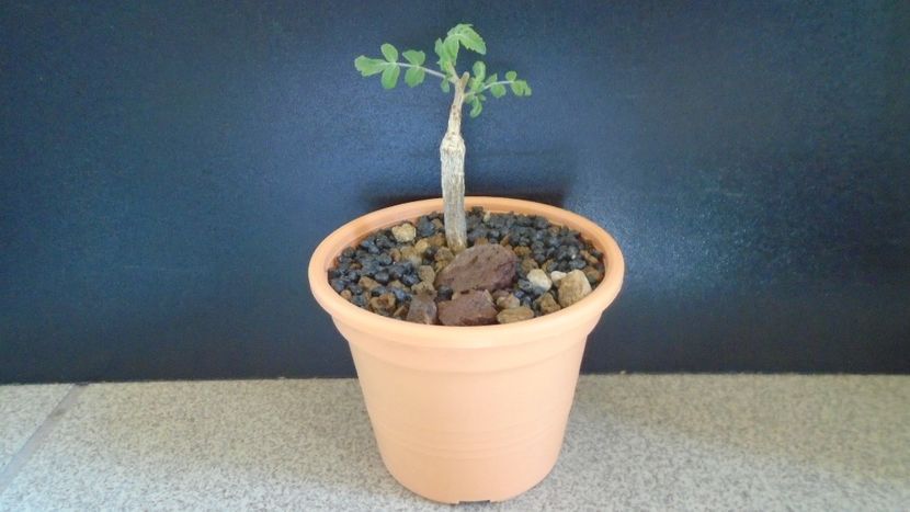 Boswellia neglecta, RM 565 - Caudiciforme - pachycaule si bulboase 2021