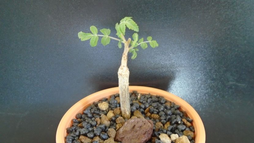 Boswellia neglecta, RM 565 - Caudiciforme - pachycaule si bulboase 2021