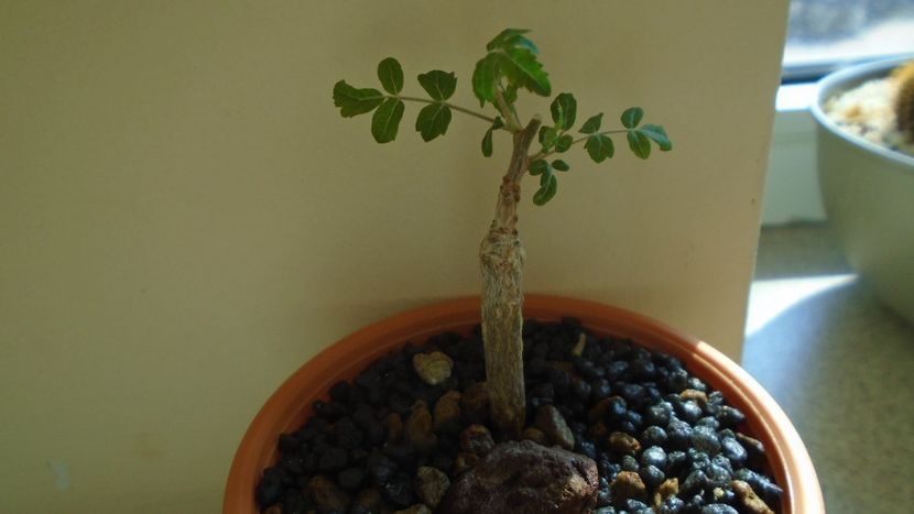 Boswellia neglecta, RM 565 - Caudiciforme - pachycaule si bulboase 2021