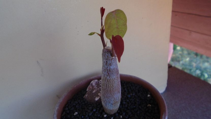 Pseudobombax ellipticum - Caudiciforme - pachycaule si bulboase 2021