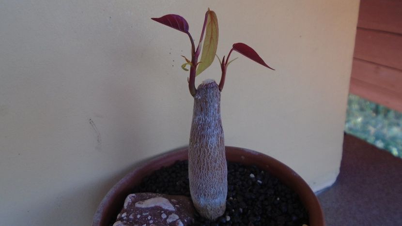 Pseudobombax ellipticum - Caudiciforme - pachycaule si bulboase 2021