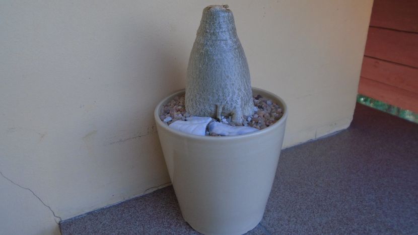 Adenium arabicum cv. Tiny Ding-Dong - Caudiciforme - pachycaule si bulboase 2021