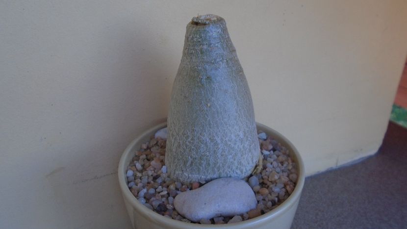 Adenium arabicum cv. Tiny Ding-Dong - Caudiciforme - pachycaule si bulboase 2021