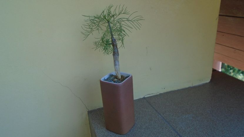 Commiphora kraeuseliana, Namibia - Caudiciforme - pachycaule si bulboase 2021