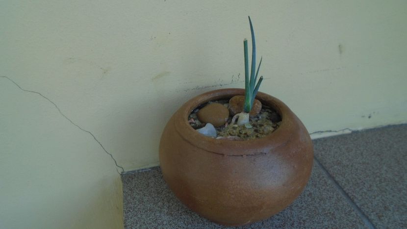 Dracaena serrulata, Yemen, Oman - Suculente-Agave-Yucca si Dracaena 2021