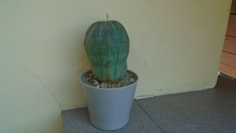 Euphorbia obesa - Caudiciforme - pachycaule si bulboase 2021