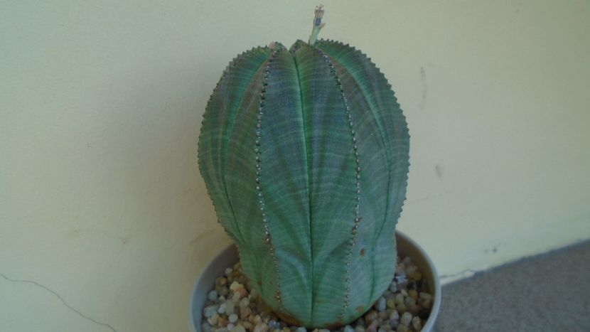 Euphorbia obesa - Caudiciforme - pachycaule si bulboase 2021
