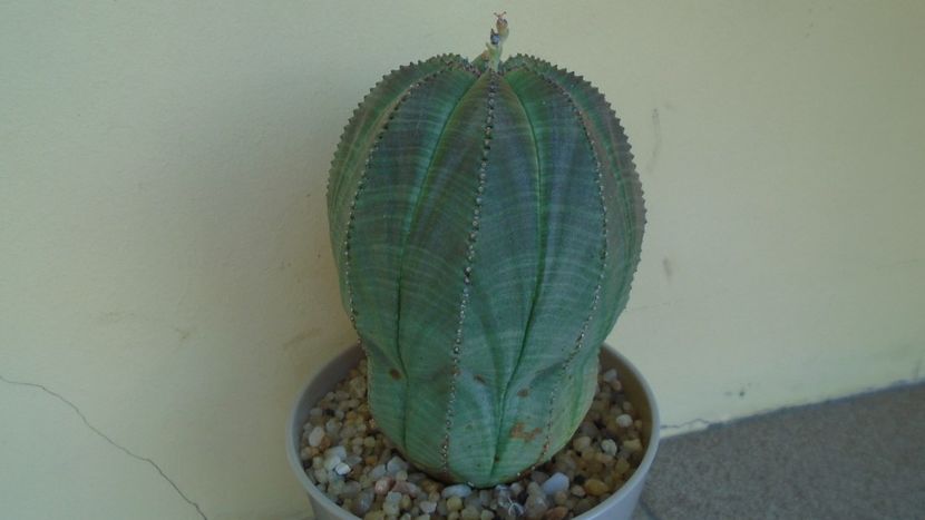 Euphorbia obesa - Caudiciforme - pachycaule si bulboase 2021