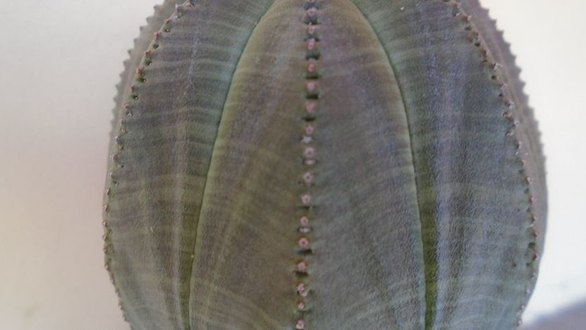 Euphorbia obesa - Caudiciforme - pachycaule si bulboase 2021