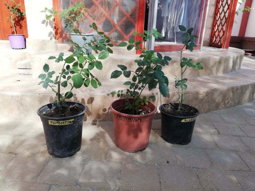  - Trandafiri la ghivece si plante dec la ghivece