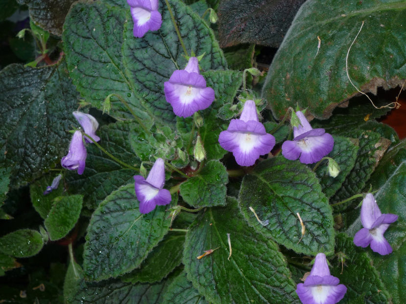 12-- - Floricele 2021