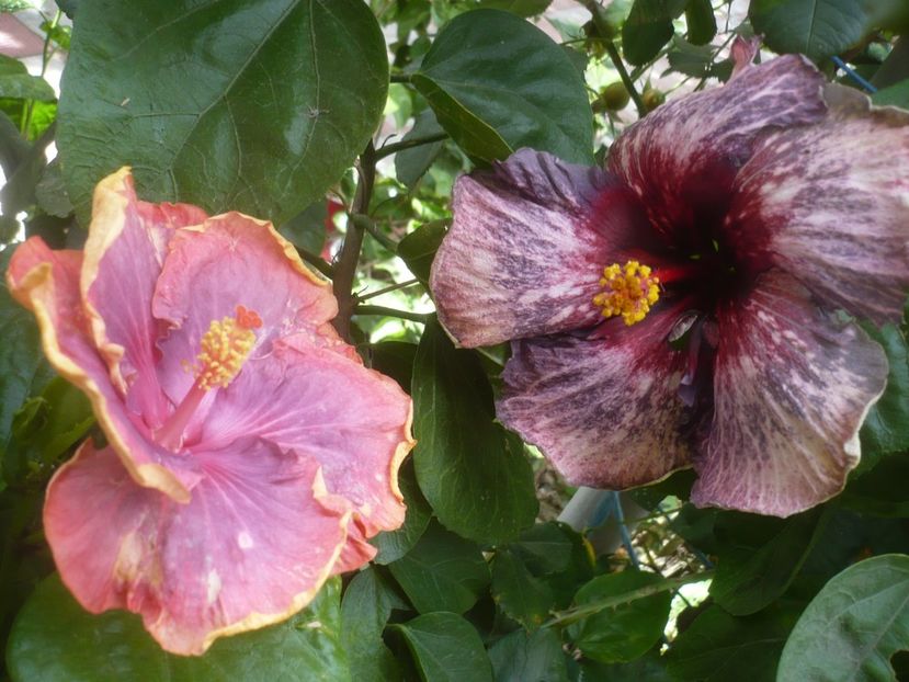 P1500954 - HIBISCUSI 2021-3