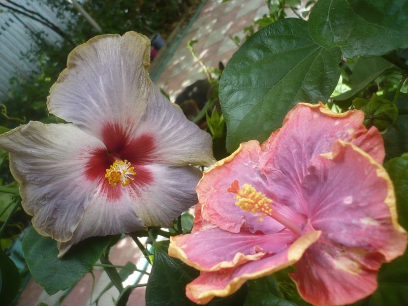 P1500955 - HIBISCUSI 2021-3