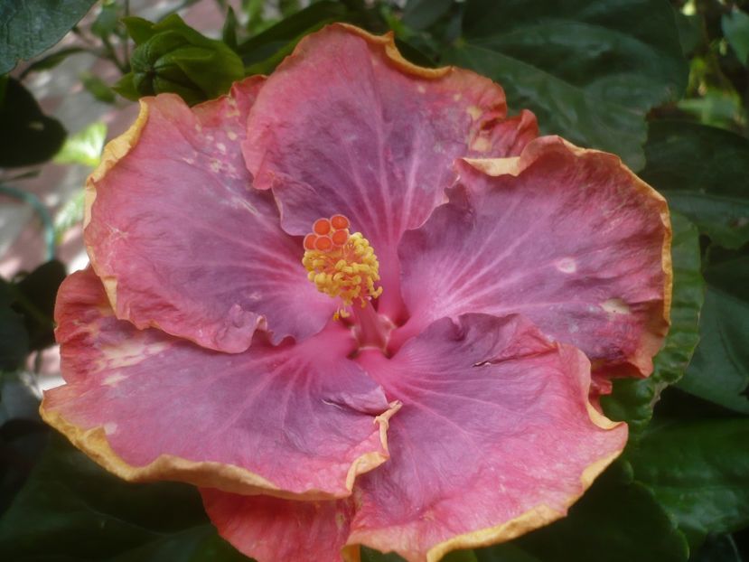 P1500958 - HIBISCUSI 2021-3