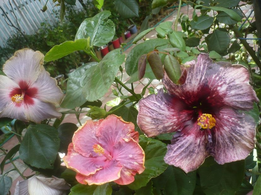P1500959 - HIBISCUSI 2021-3