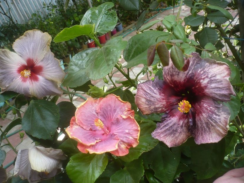 P1500960 - HIBISCUSI 2021-3