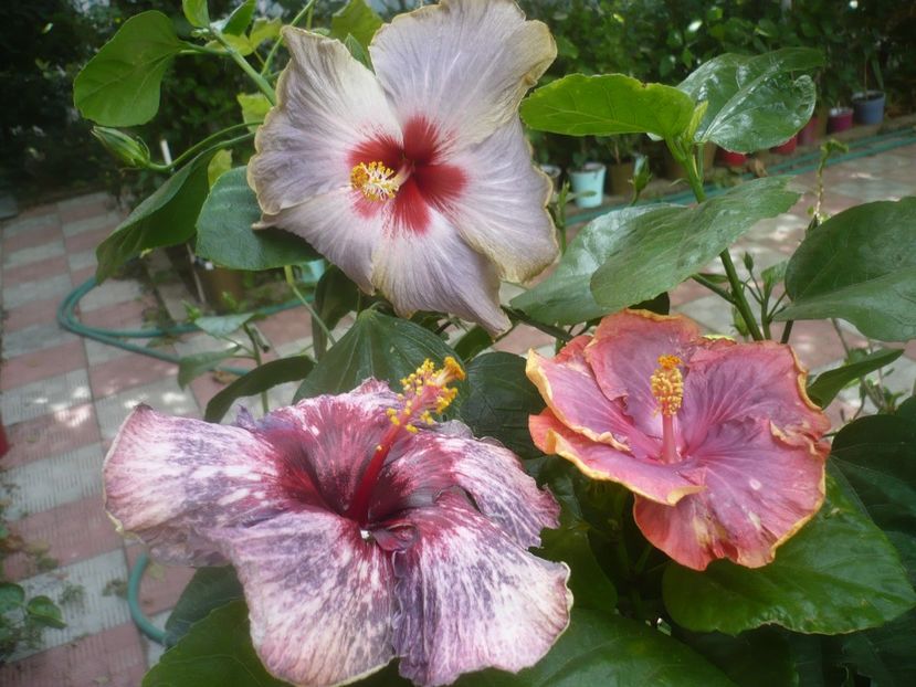 P1500963 - HIBISCUSI 2021-3