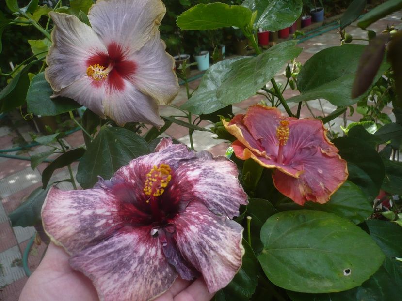 P1500964 - HIBISCUSI 2021-3