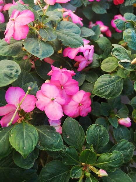 Sporul casei - 0 0 2021