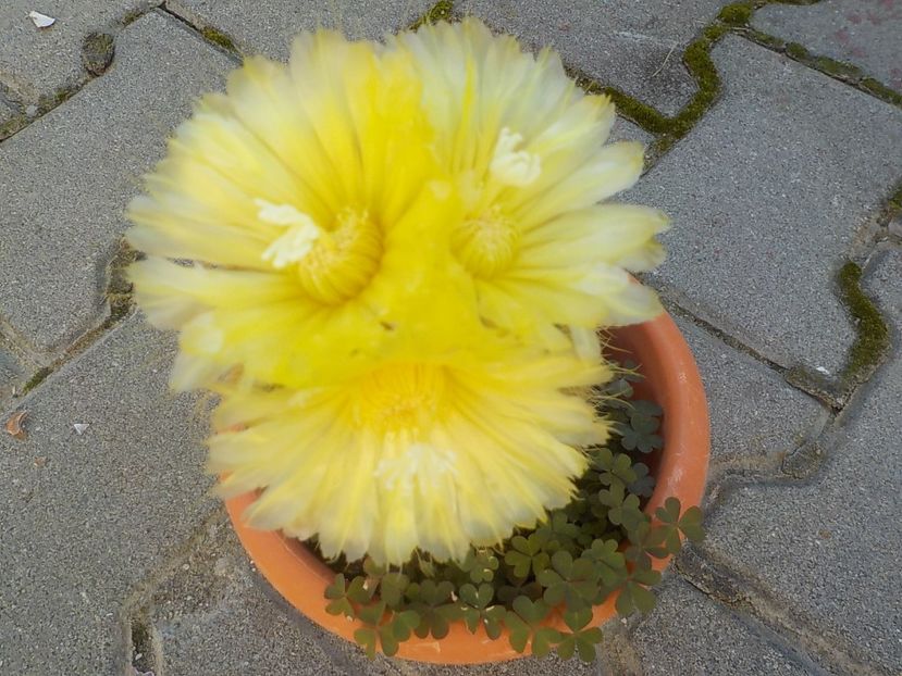  - Genul Notocactus