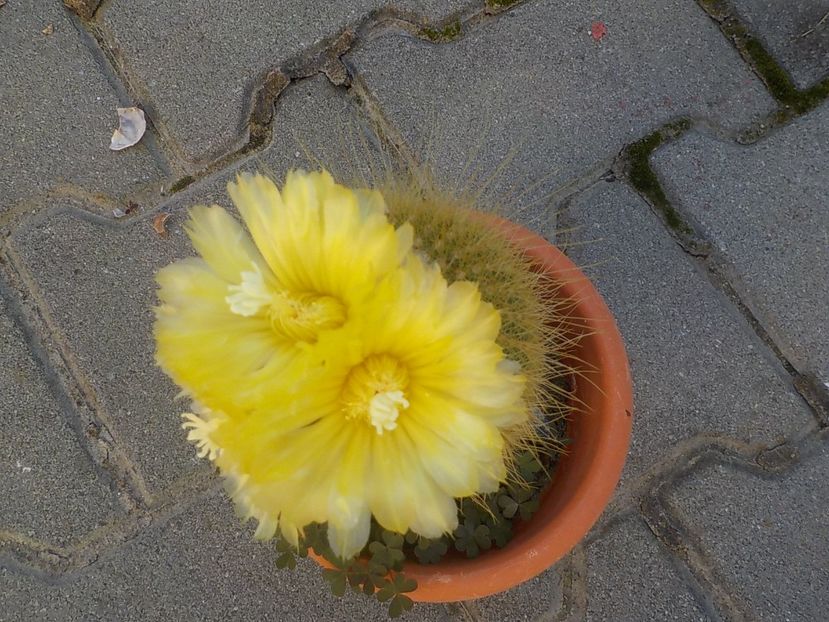  - Genul Notocactus