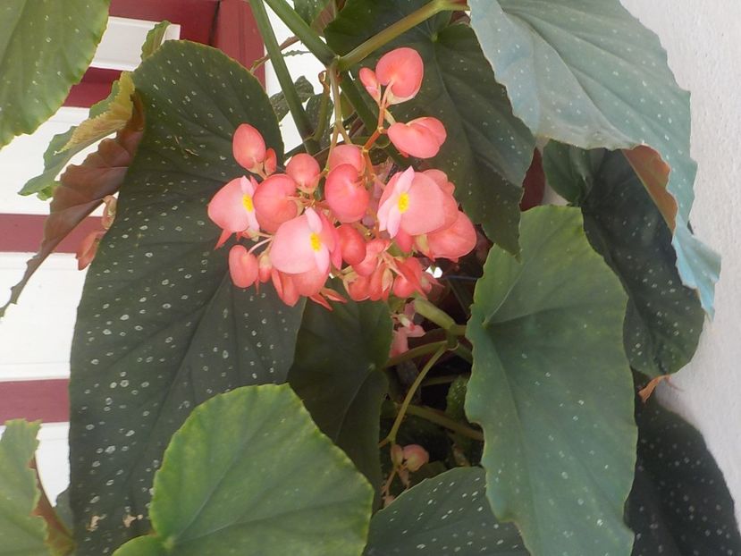  - begonia lucernae