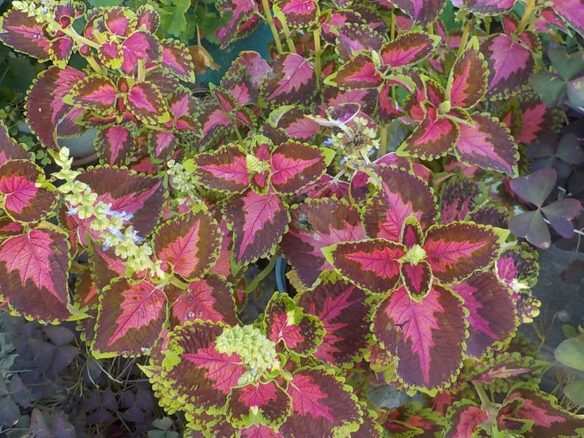  - coleus
