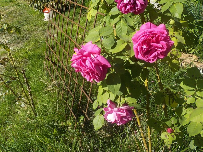  - trandafiri pentru dulceata